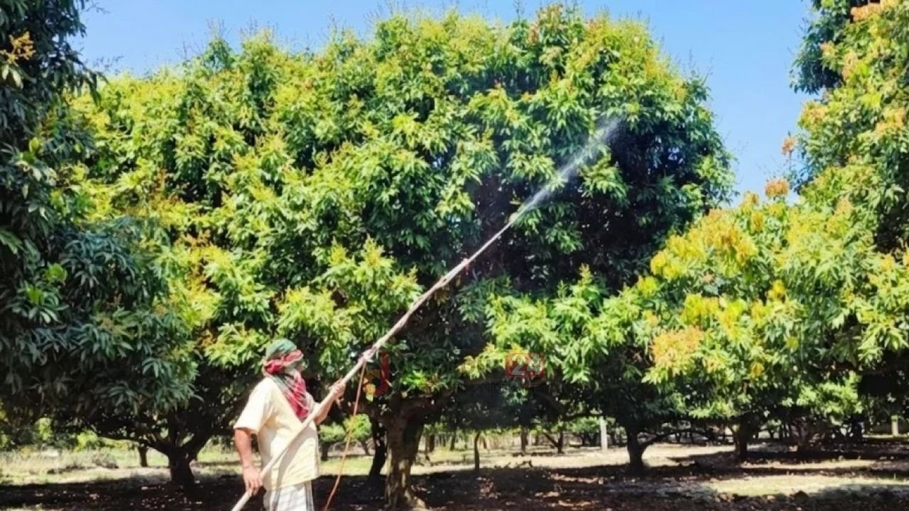 দিনাজপুরে লিচুর মুকুলে হাসছে চাষির স্বপ্ন