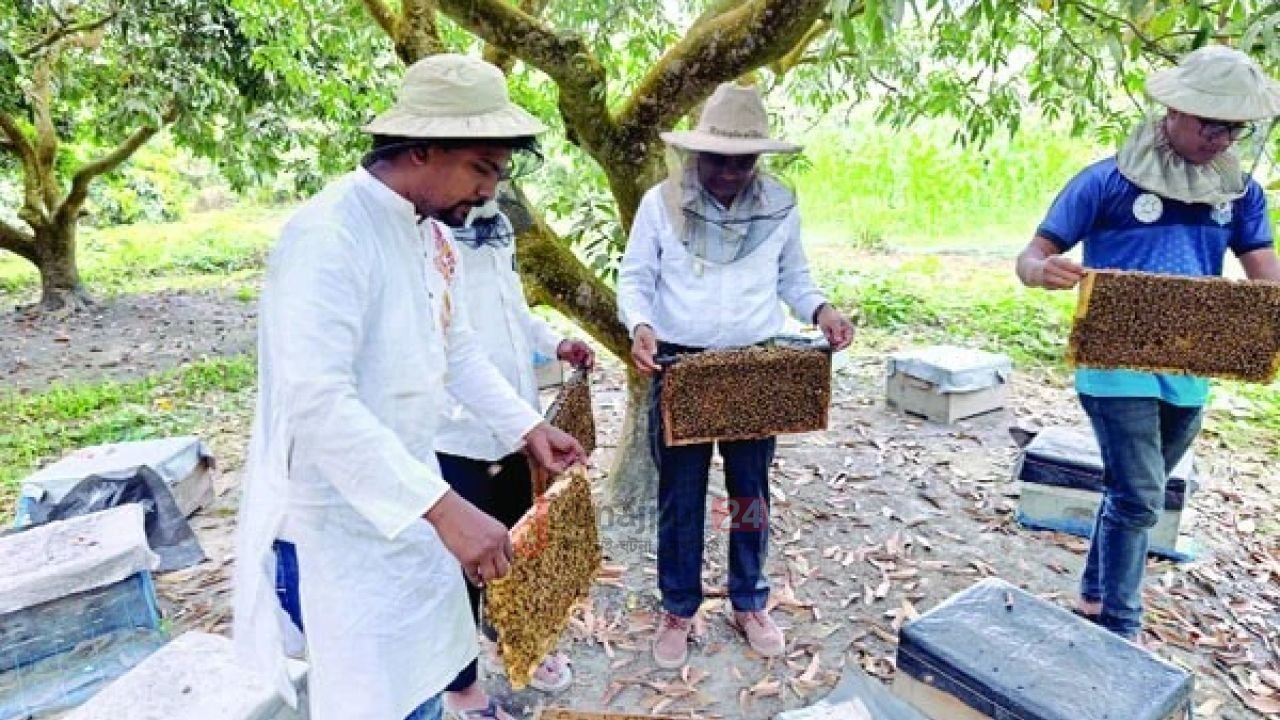 দিনাজপুরের লিচু বাগানে মধু সংগ্রহের উৎসব: লক্ষ্যমাত্রা ১০০ কোটি টাকা