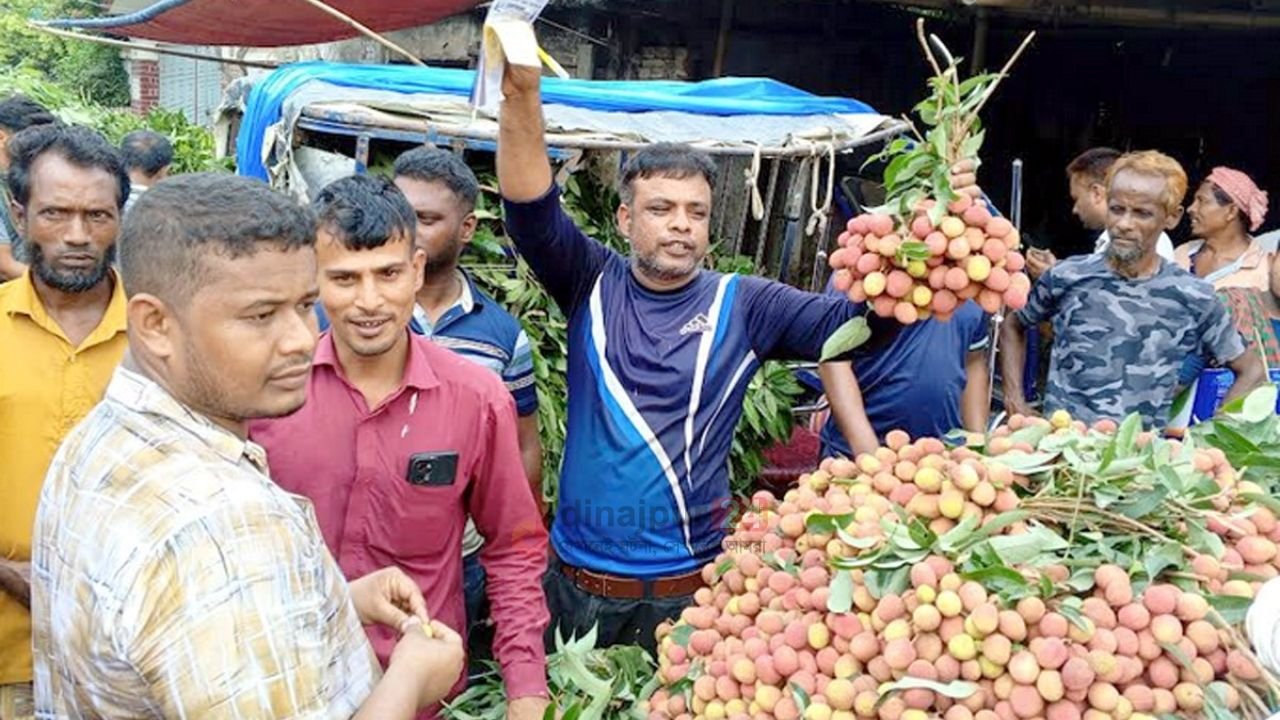 দিনাজপুরে ঐহিত্যবাহী লোভনীয় রসালো টসটসে লিচু  এখন বাজারে 